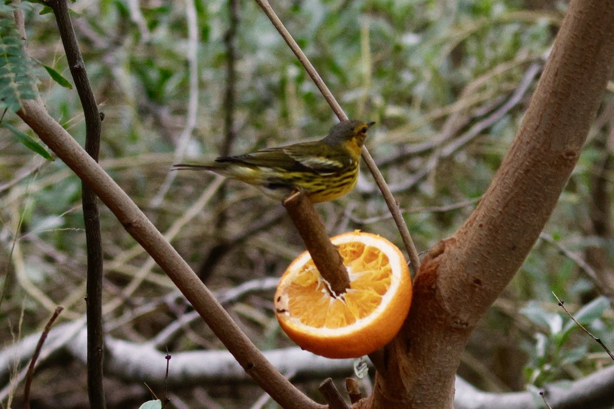 Cape May Warbler - ML626059279