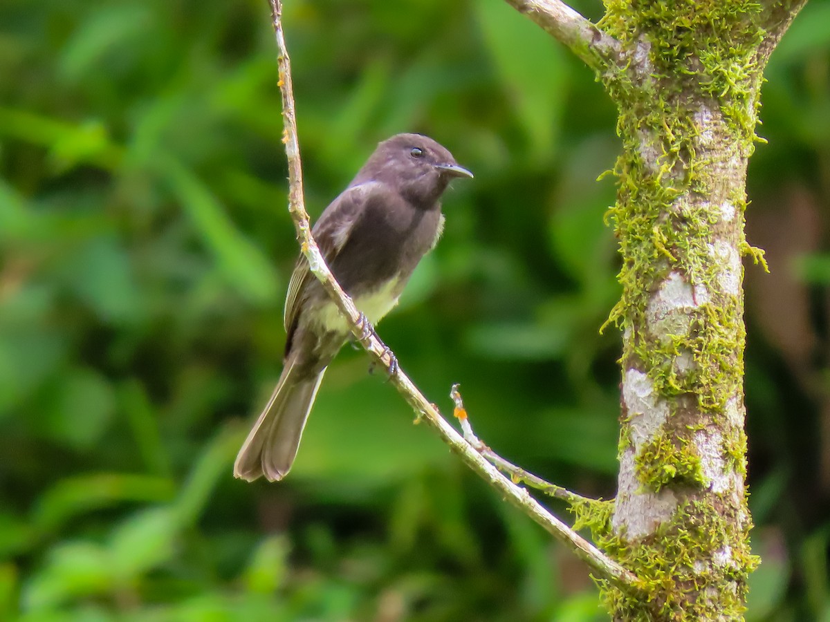 Black Phoebe - ML626059398