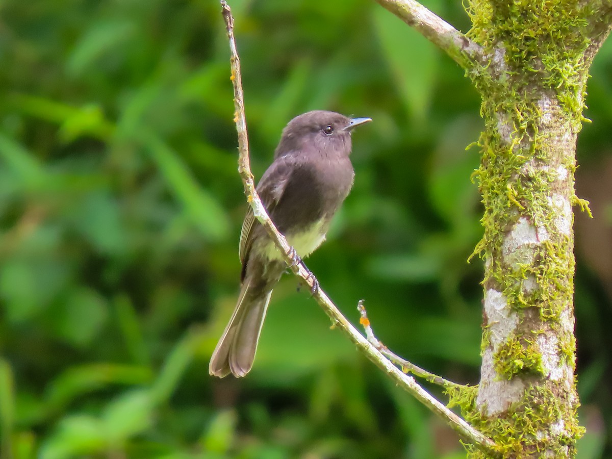 Black Phoebe - ML626059399