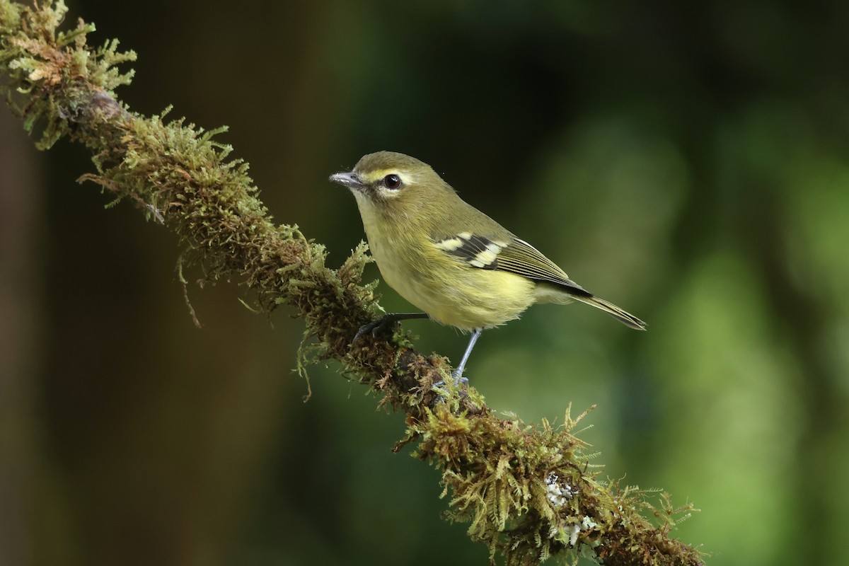 Yellow-winged Vireo - ML626059445