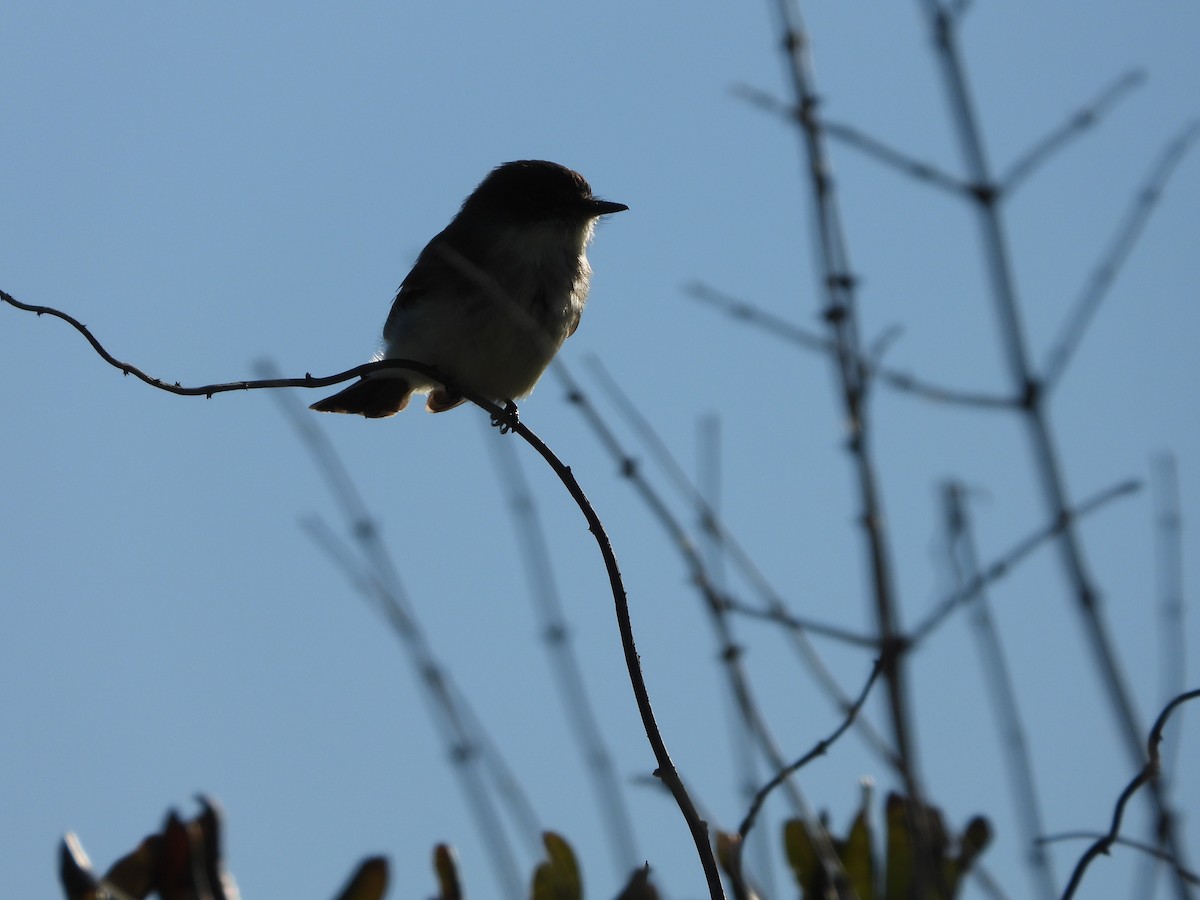 Eastern Phoebe - ML626059461