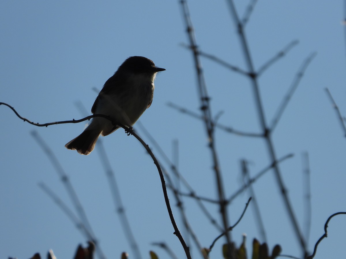 Eastern Phoebe - ML626059462