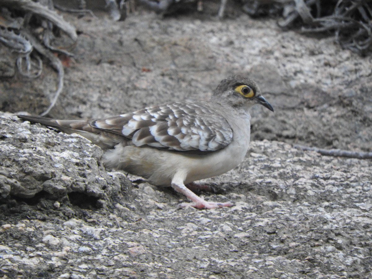 Bare-faced Ground Dove - ML626059468