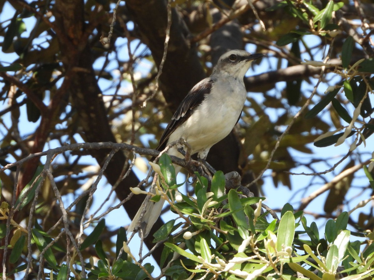 Tropical Mockingbird - ML626059474