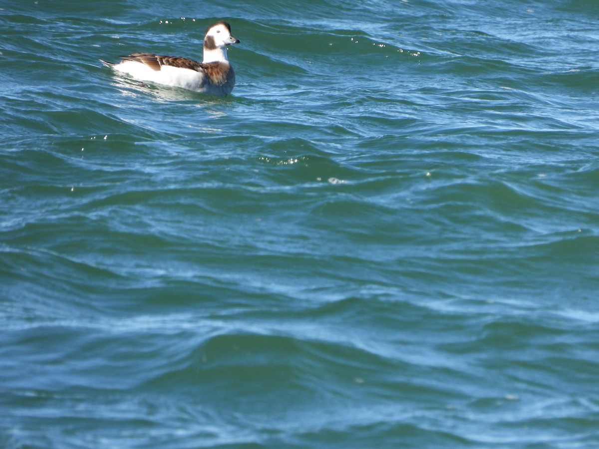 Long-tailed Duck - ML626059519