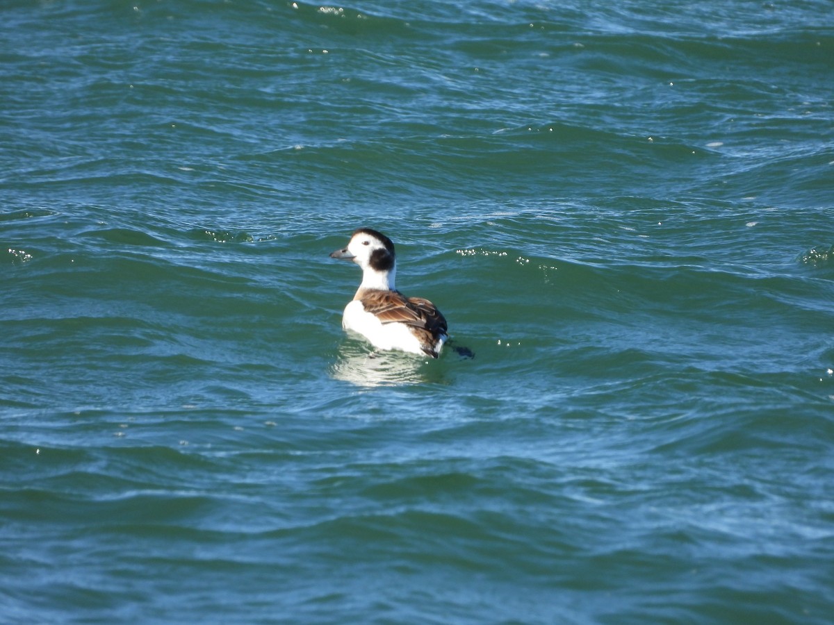 Long-tailed Duck - ML626059520