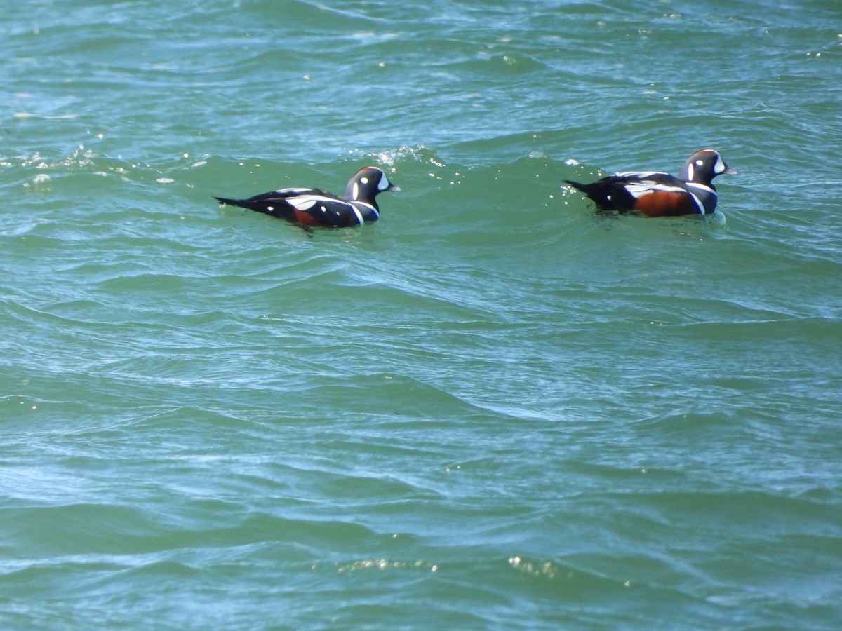 Harlequin Duck - ML626059583