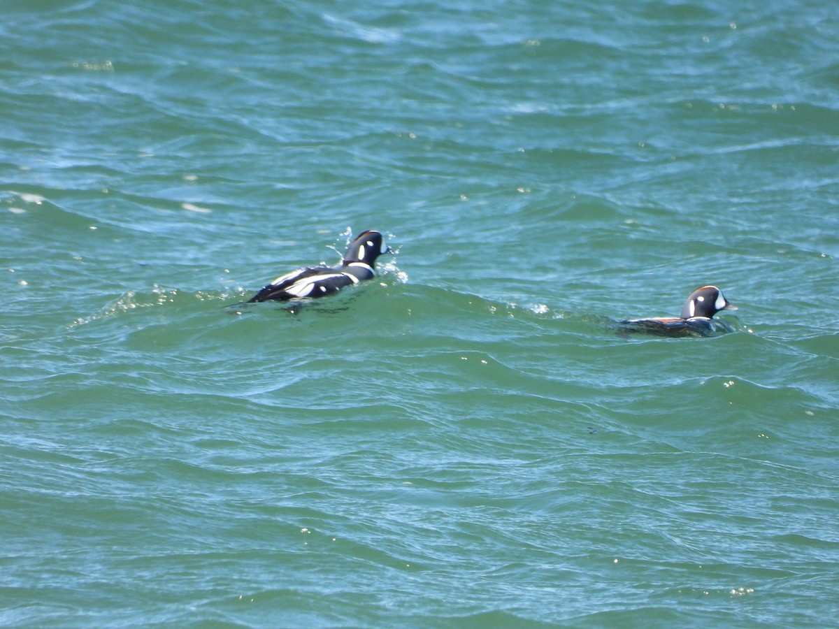 Harlequin Duck - ML626059584