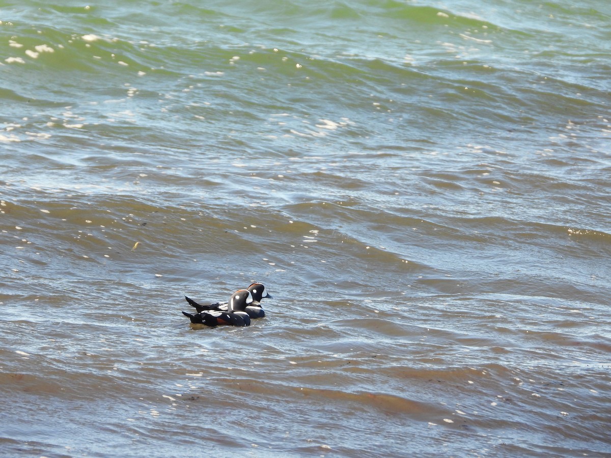 Harlequin Duck - ML626059585