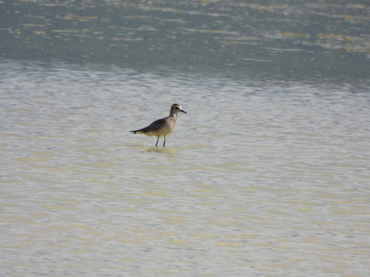 American Golden-Plover - ML626059603