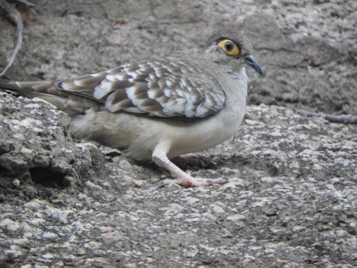 Bare-faced Ground Dove - ML626059614