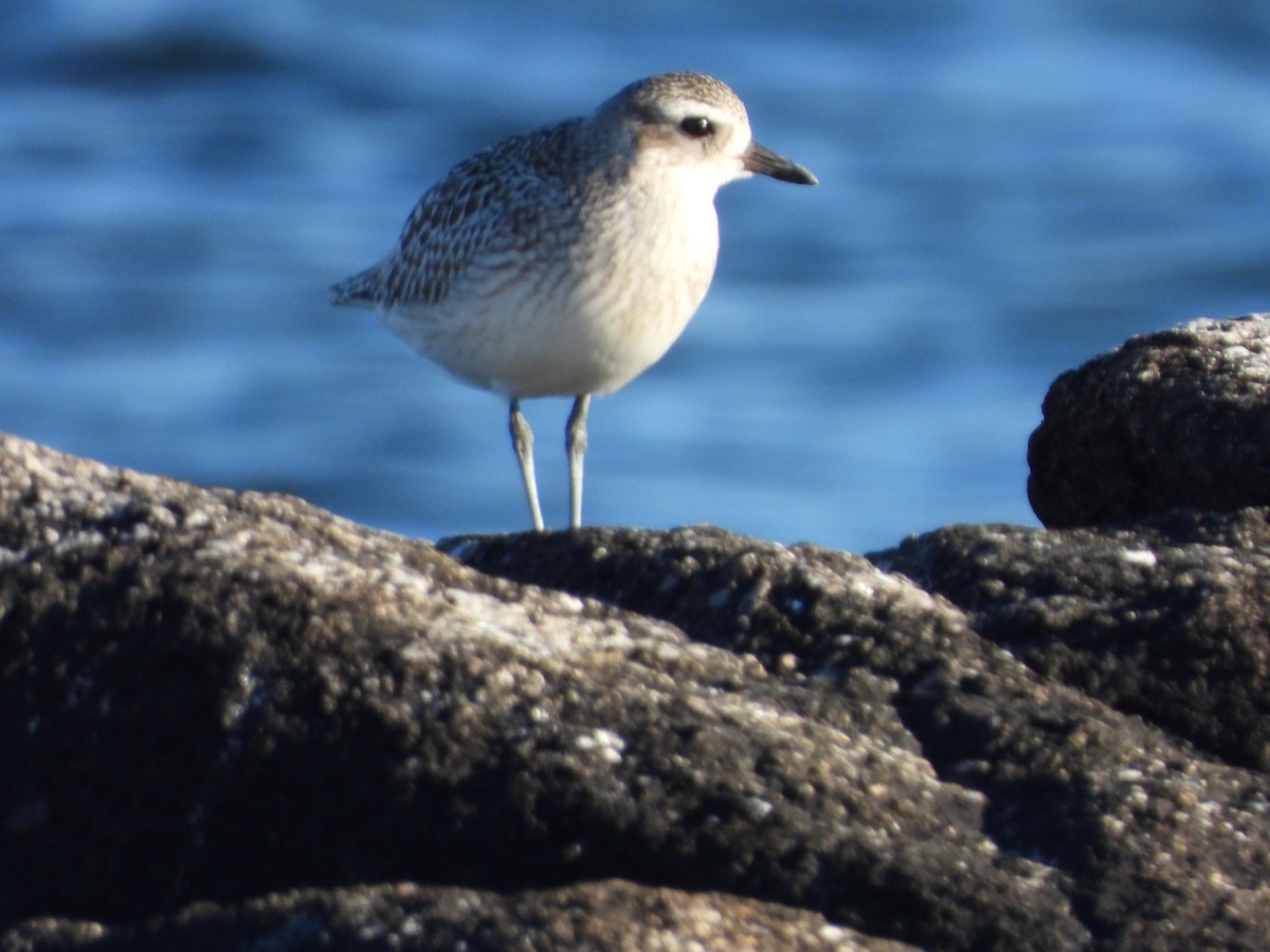 Black-bellied Plover - ML626059634