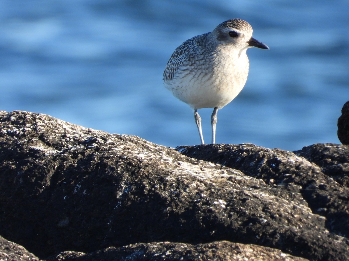 Black-bellied Plover - ML626059636