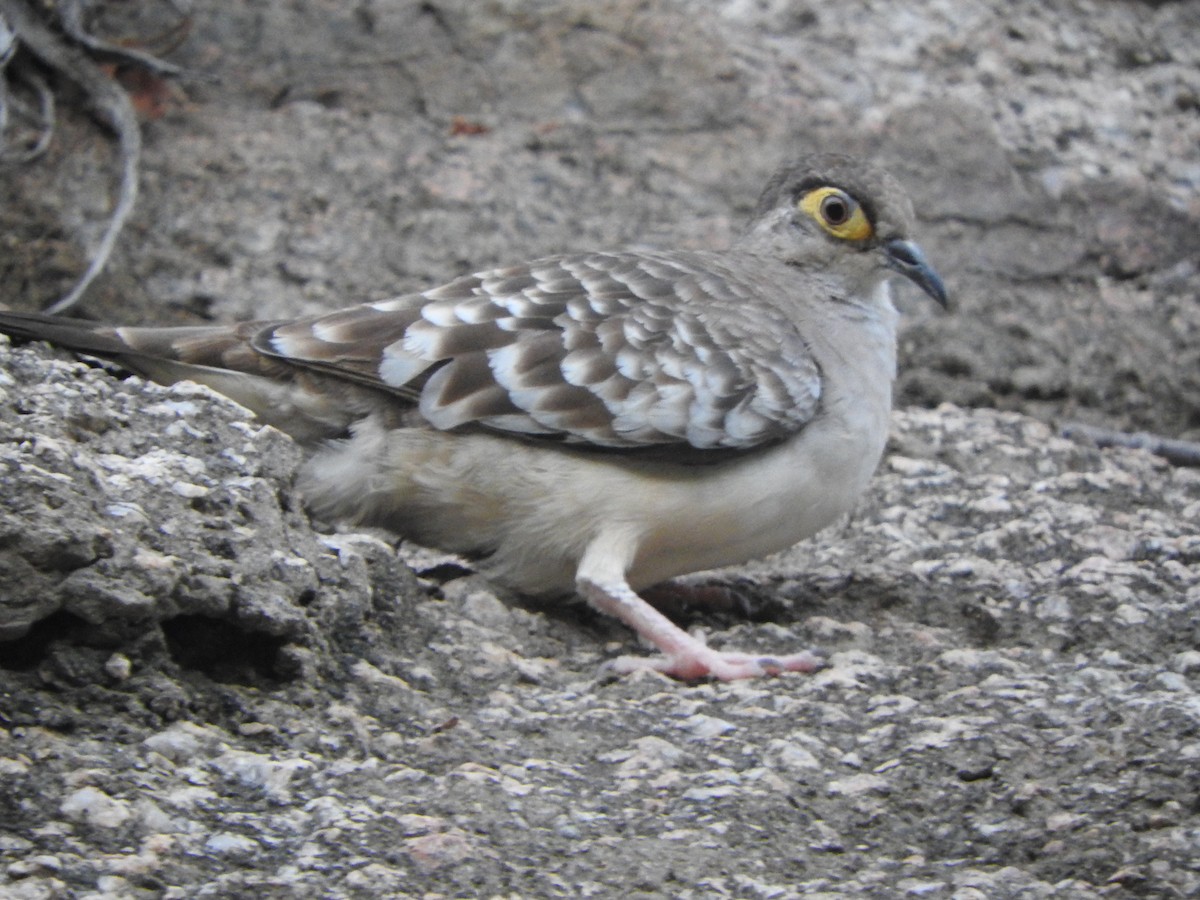 Bare-faced Ground Dove - ML626059640