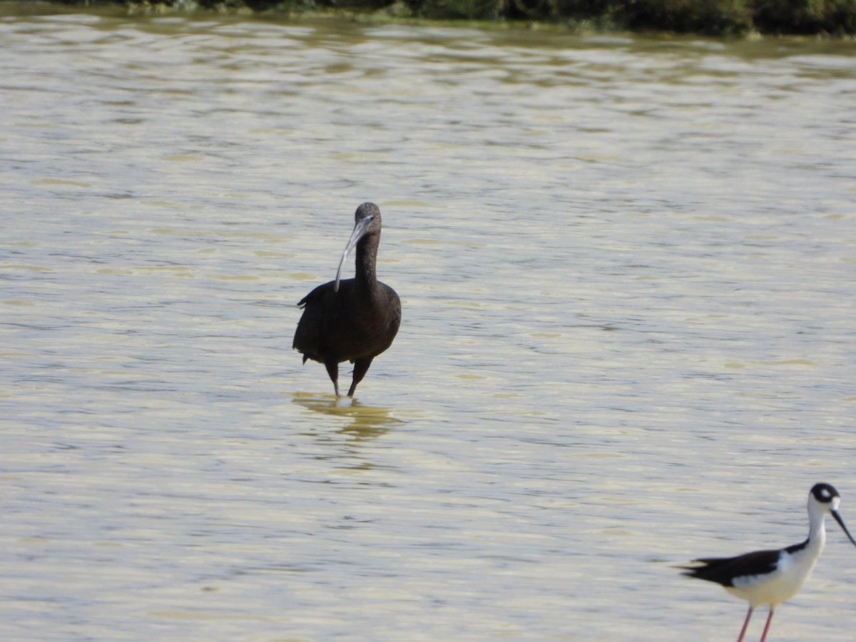 Glossy Ibis - ML626059657