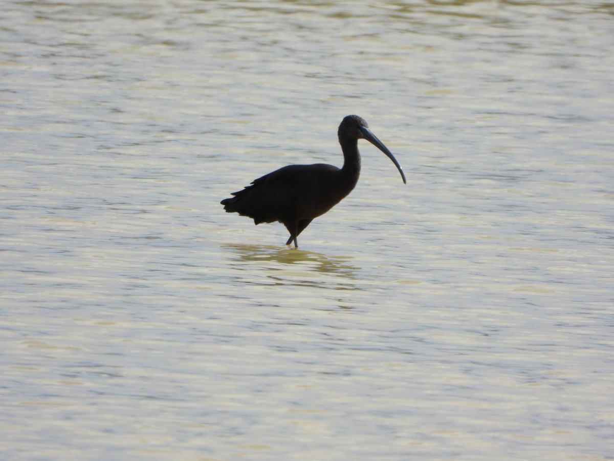 Glossy Ibis - ML626059658