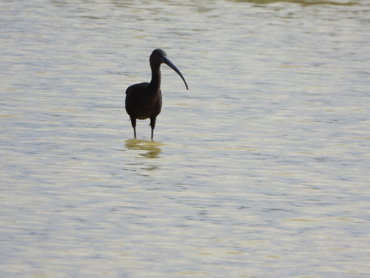 Glossy Ibis - ML626059659