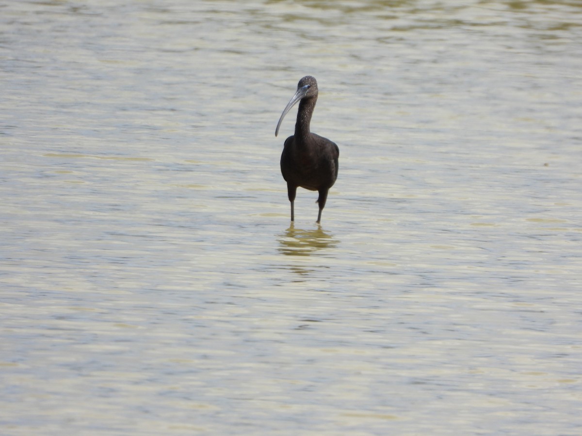 Glossy Ibis - ML626059661