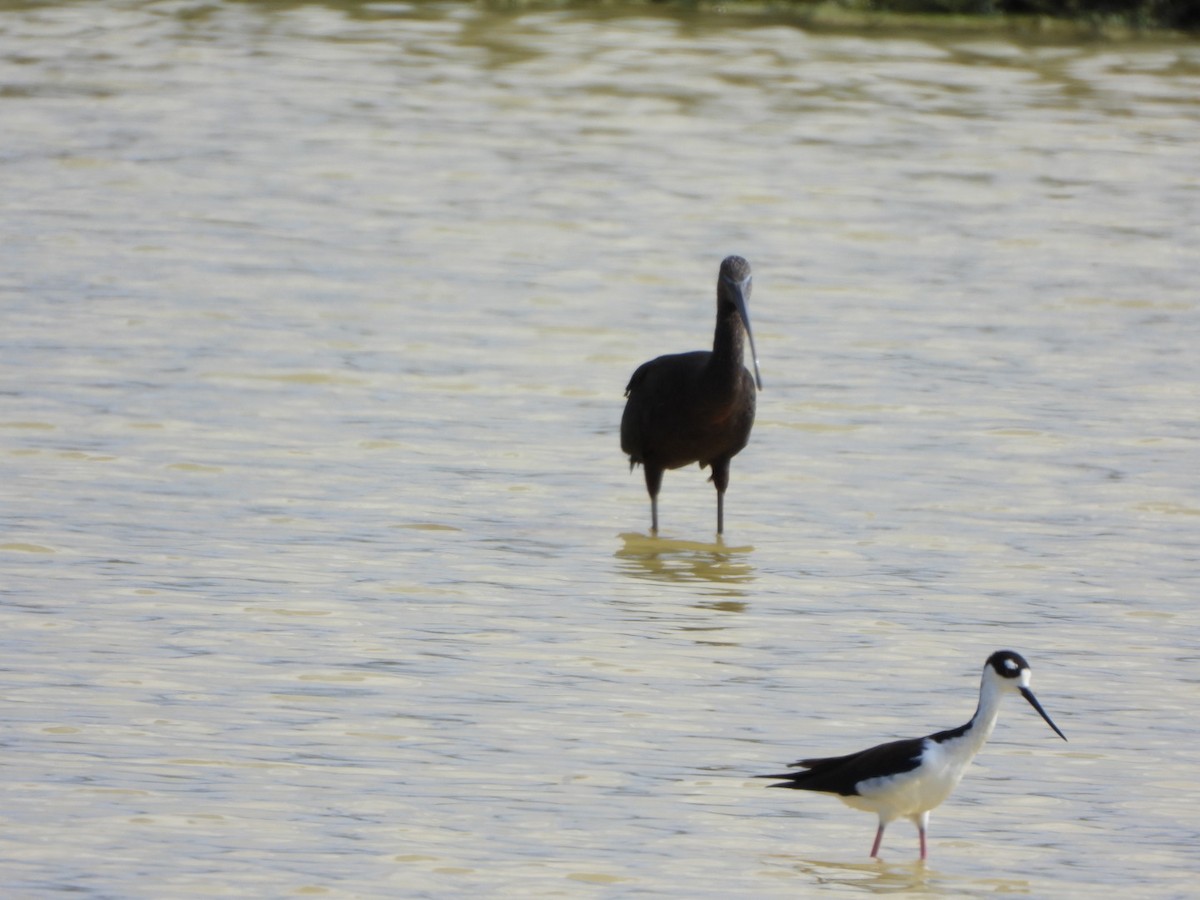 Glossy Ibis - ML626059662