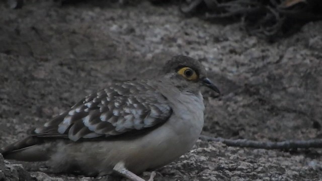 Bare-faced Ground Dove - ML626059672