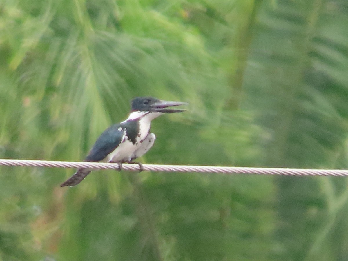 Amazon Kingfisher - ML626059797