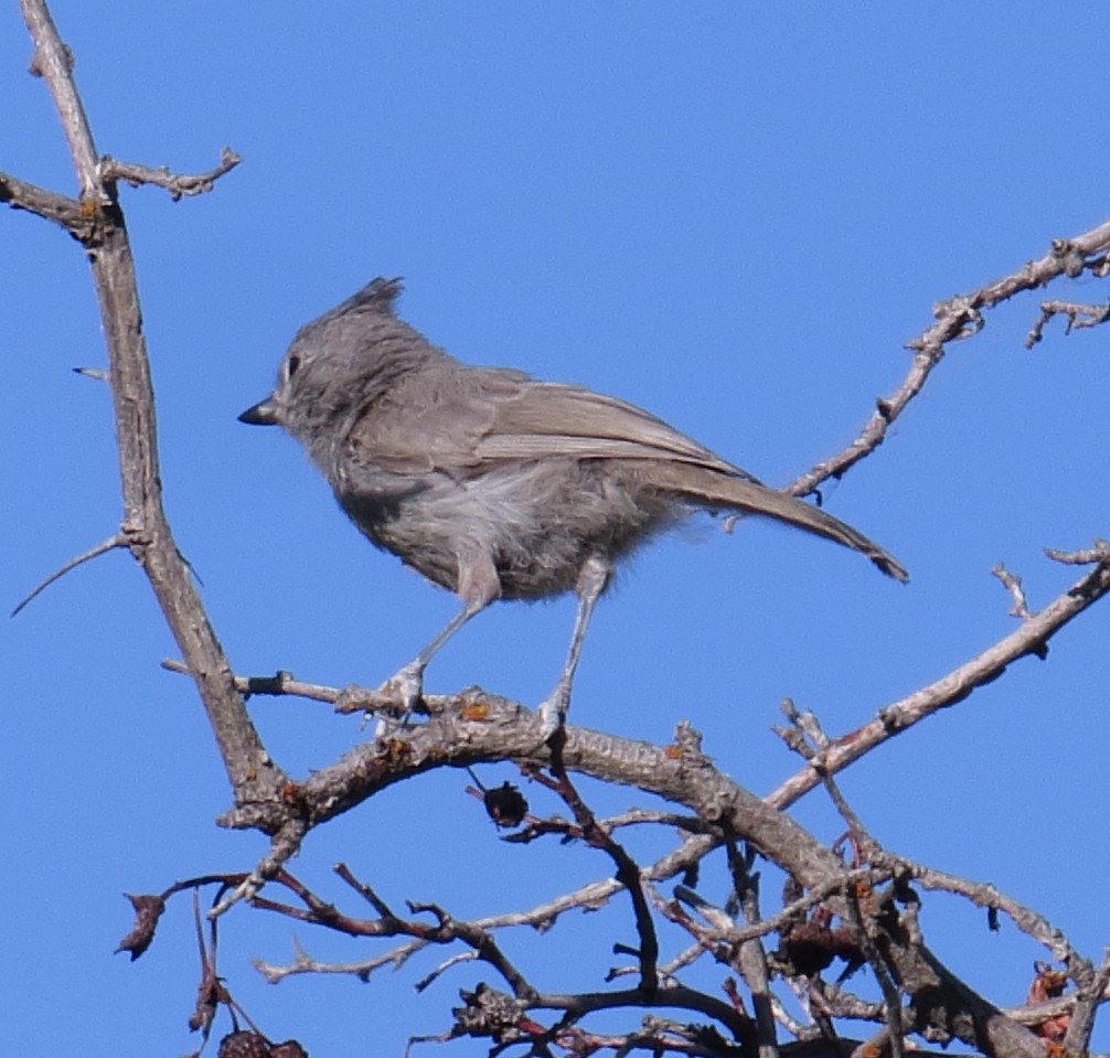 Juniper Titmouse - ML62605981