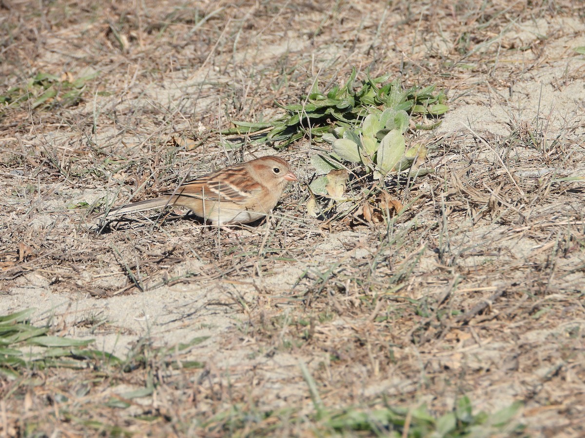 Field Sparrow - ML626059815