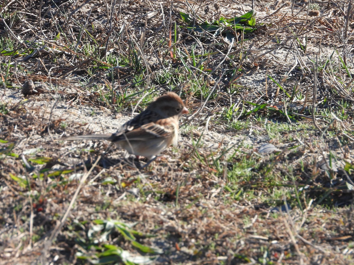 Field Sparrow - ML626059816