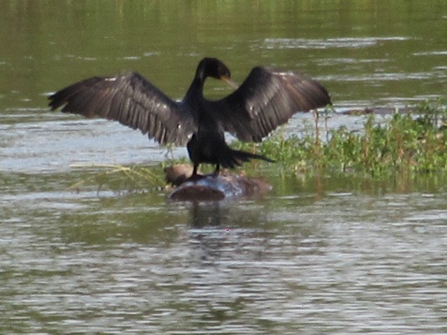 Neotropic Cormorant - ML626059823