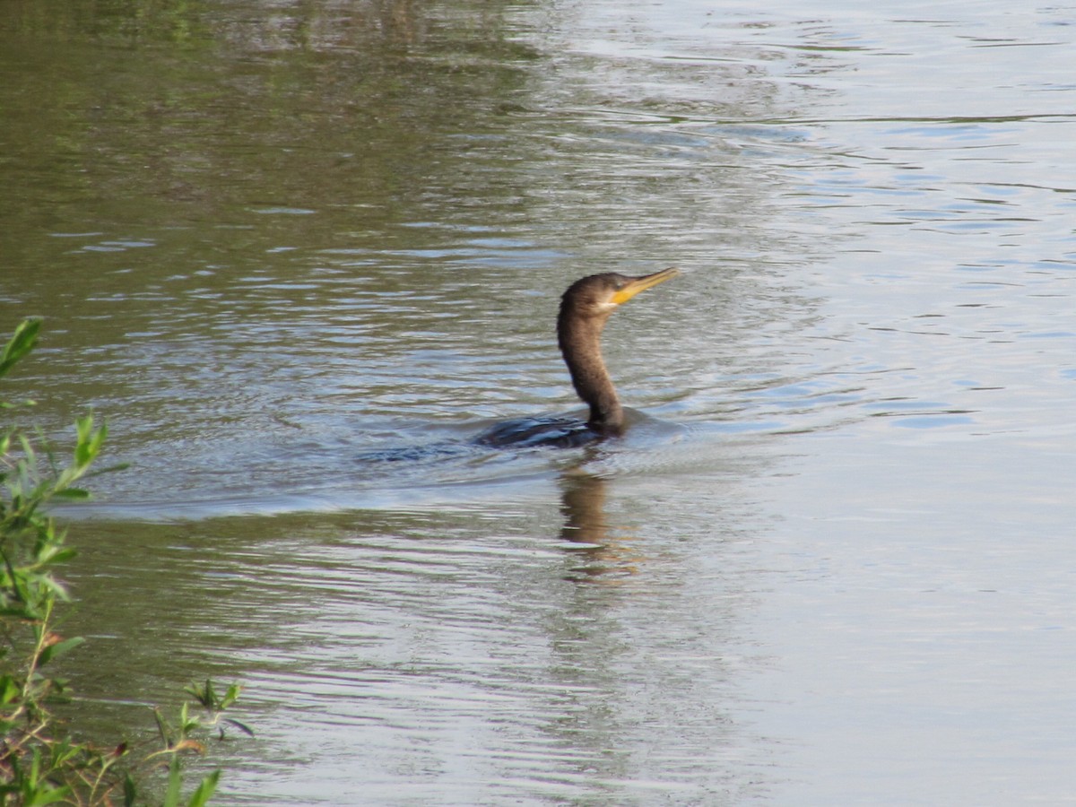 Neotropic Cormorant - ML626059824