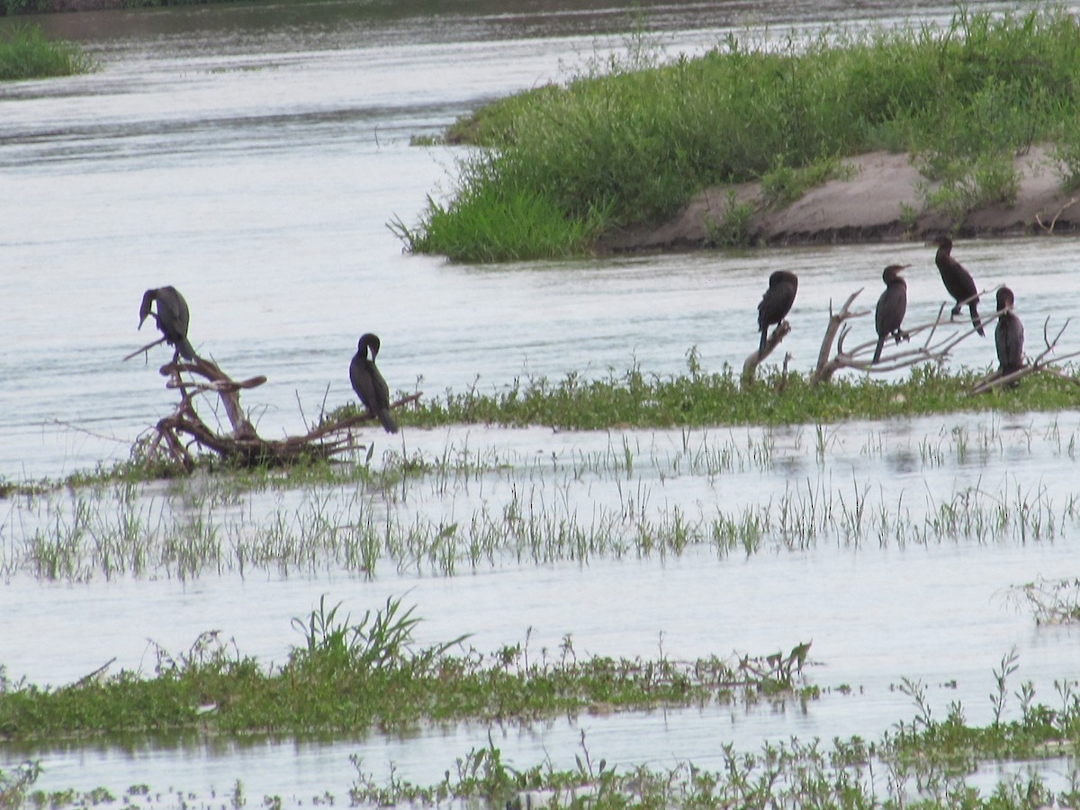 Neotropic Cormorant - ML626059825