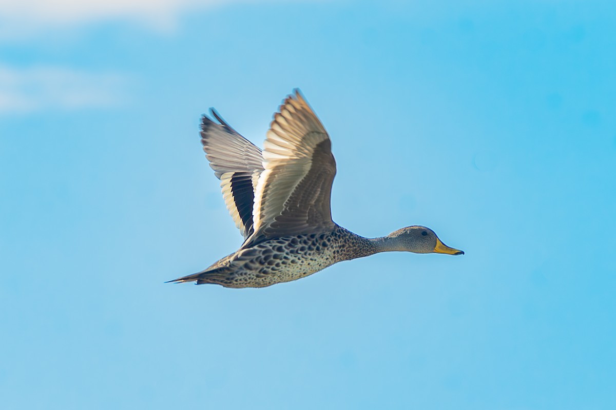 Yellow-billed Pintail - ML626059856