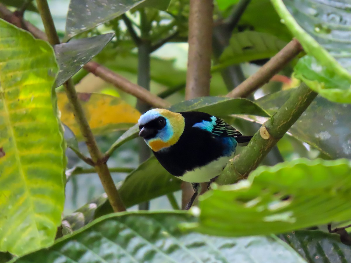 Golden-hooded Tanager - ML626059871