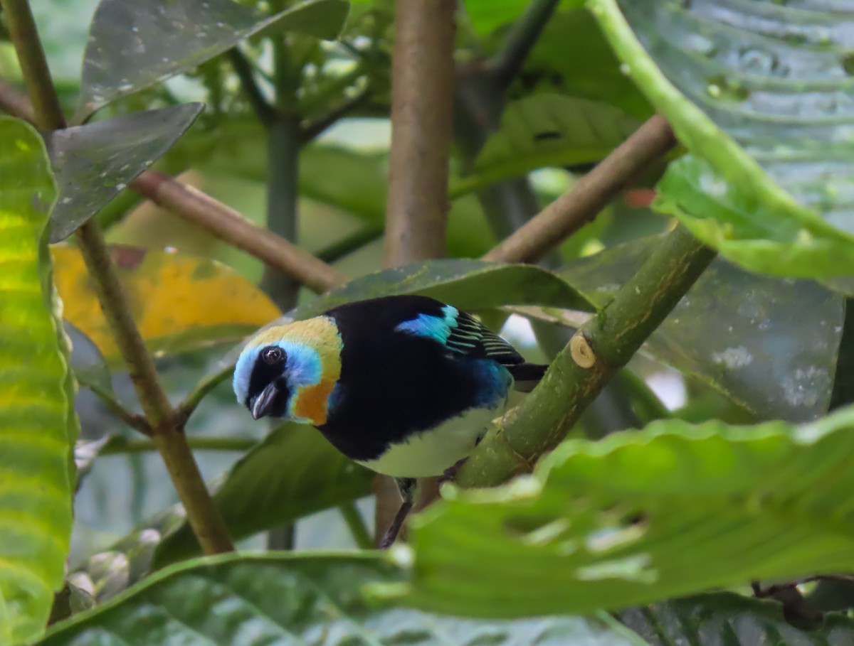 Golden-hooded Tanager - ML626059872