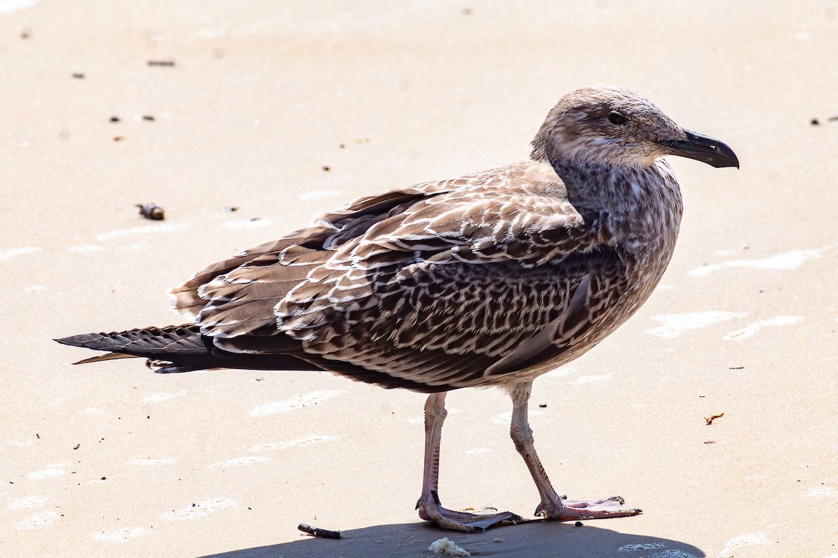 Kelp Gull - ML626059873