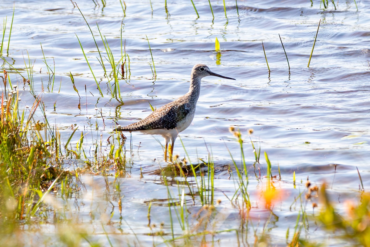 Greater Yellowlegs - ML626059877