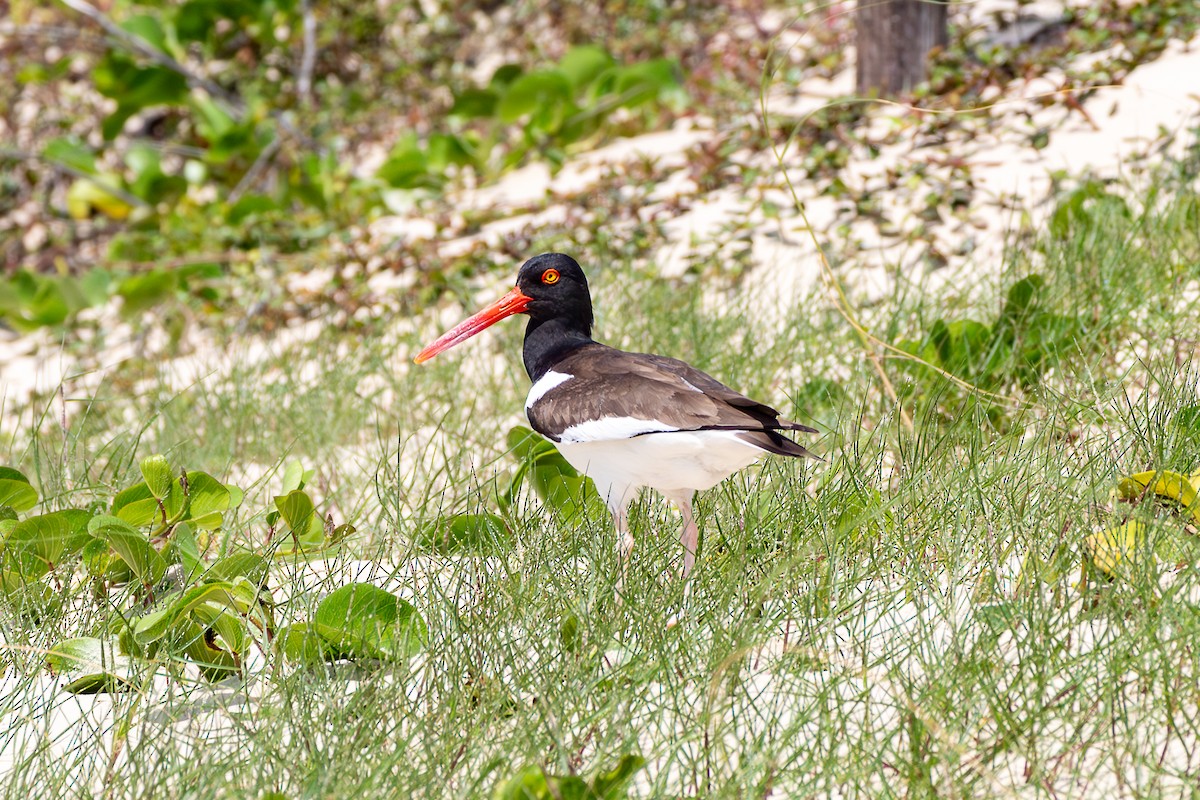 American Oystercatcher - ML626059896