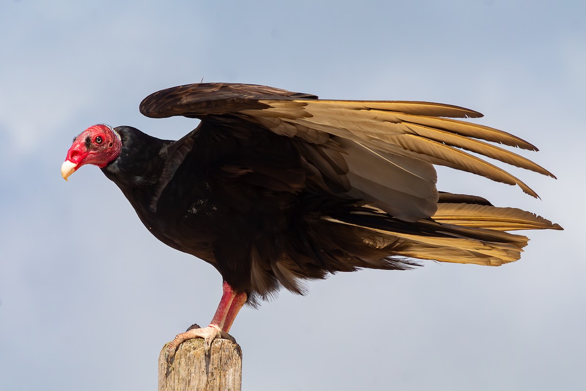 Turkey Vulture - ML626059903