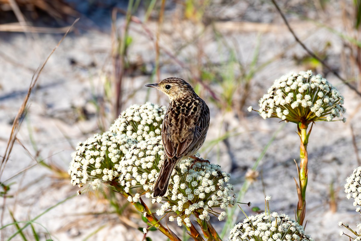 Yellowish Pipit - ML626059917