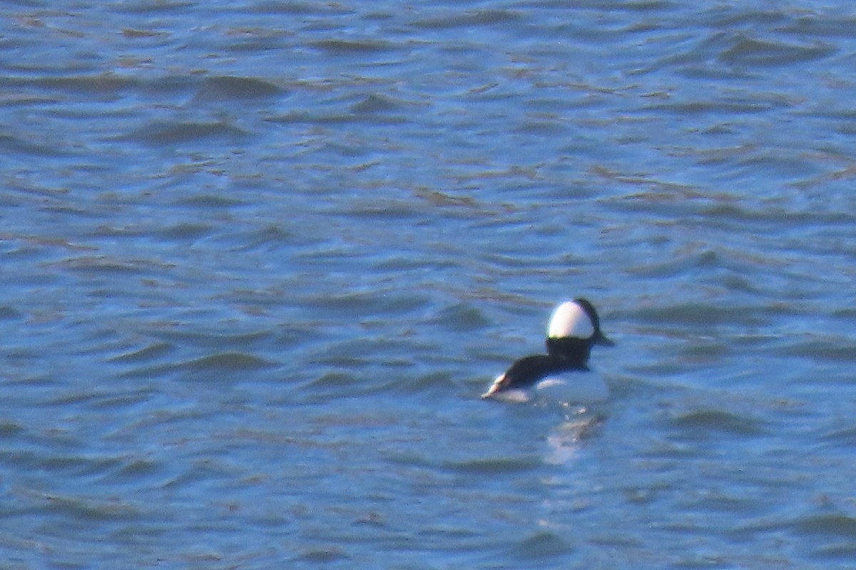 Bufflehead - ML626059919