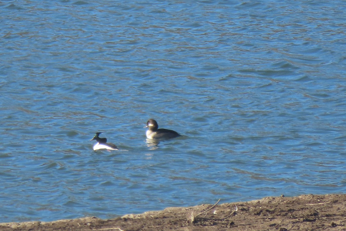 Bufflehead - ML626059920