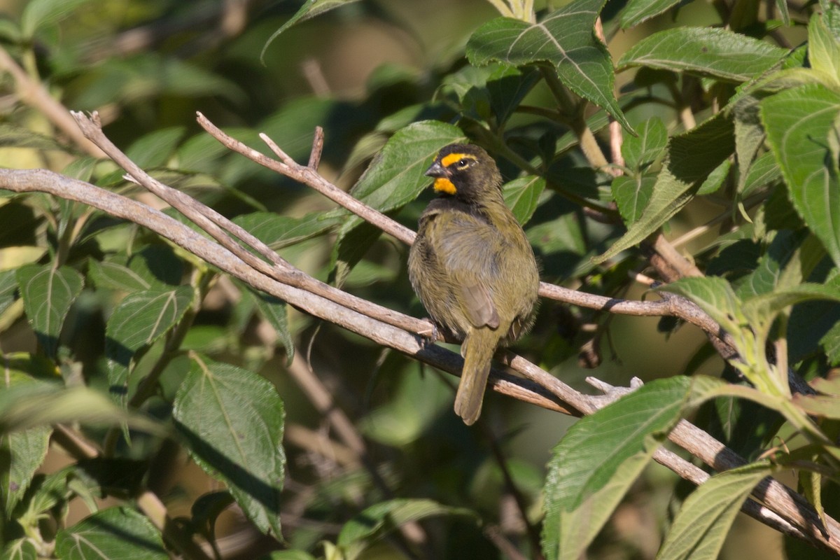 Yellow-faced Grassquit - ML626060012