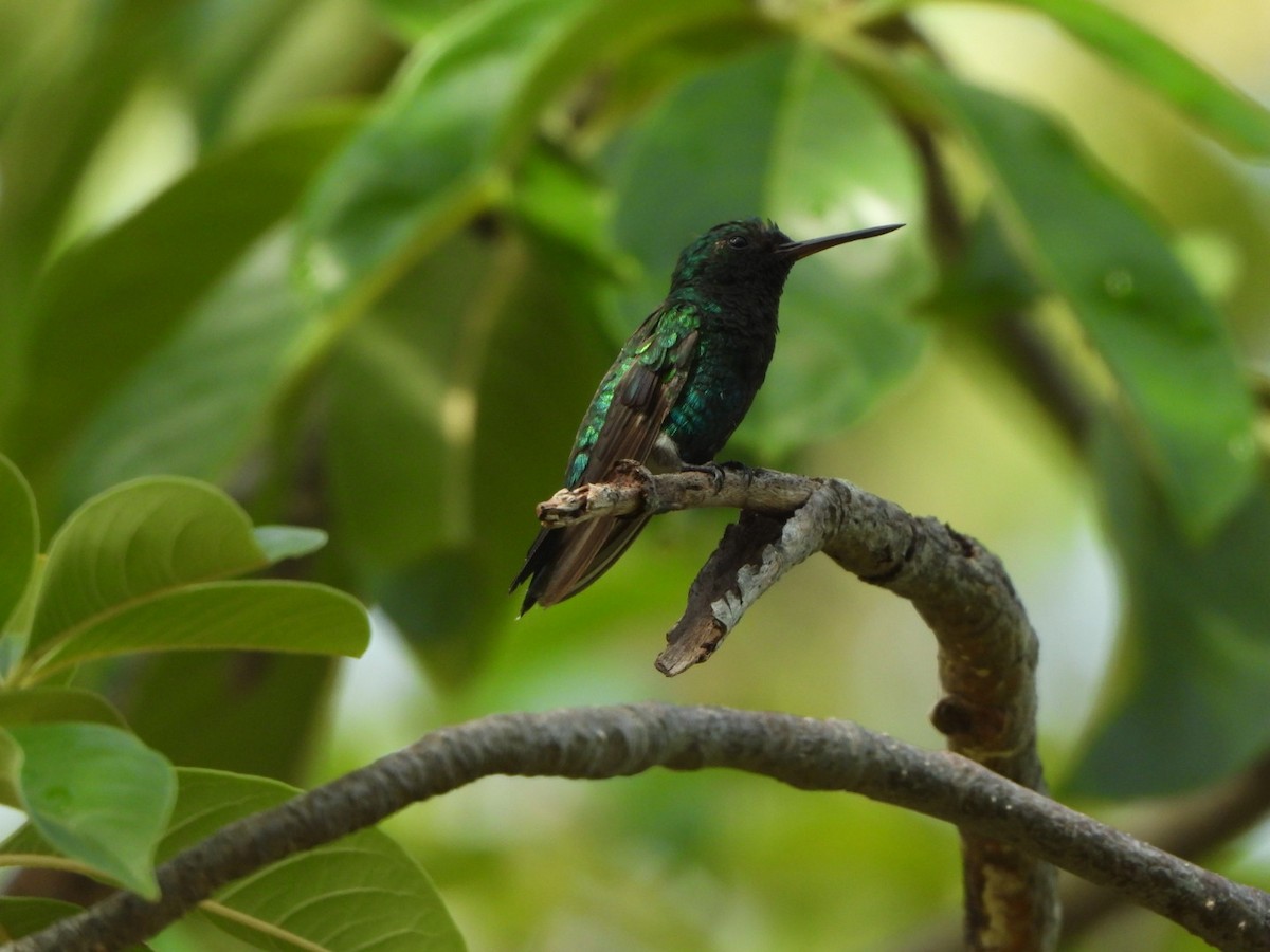 Blue-tailed Emerald - ML626060019