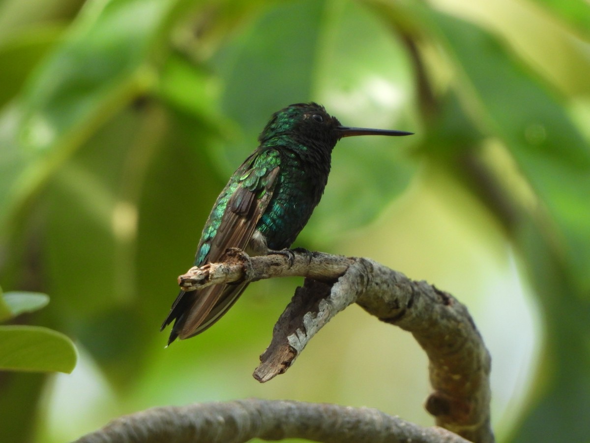 Blue-tailed Emerald - ML626060020