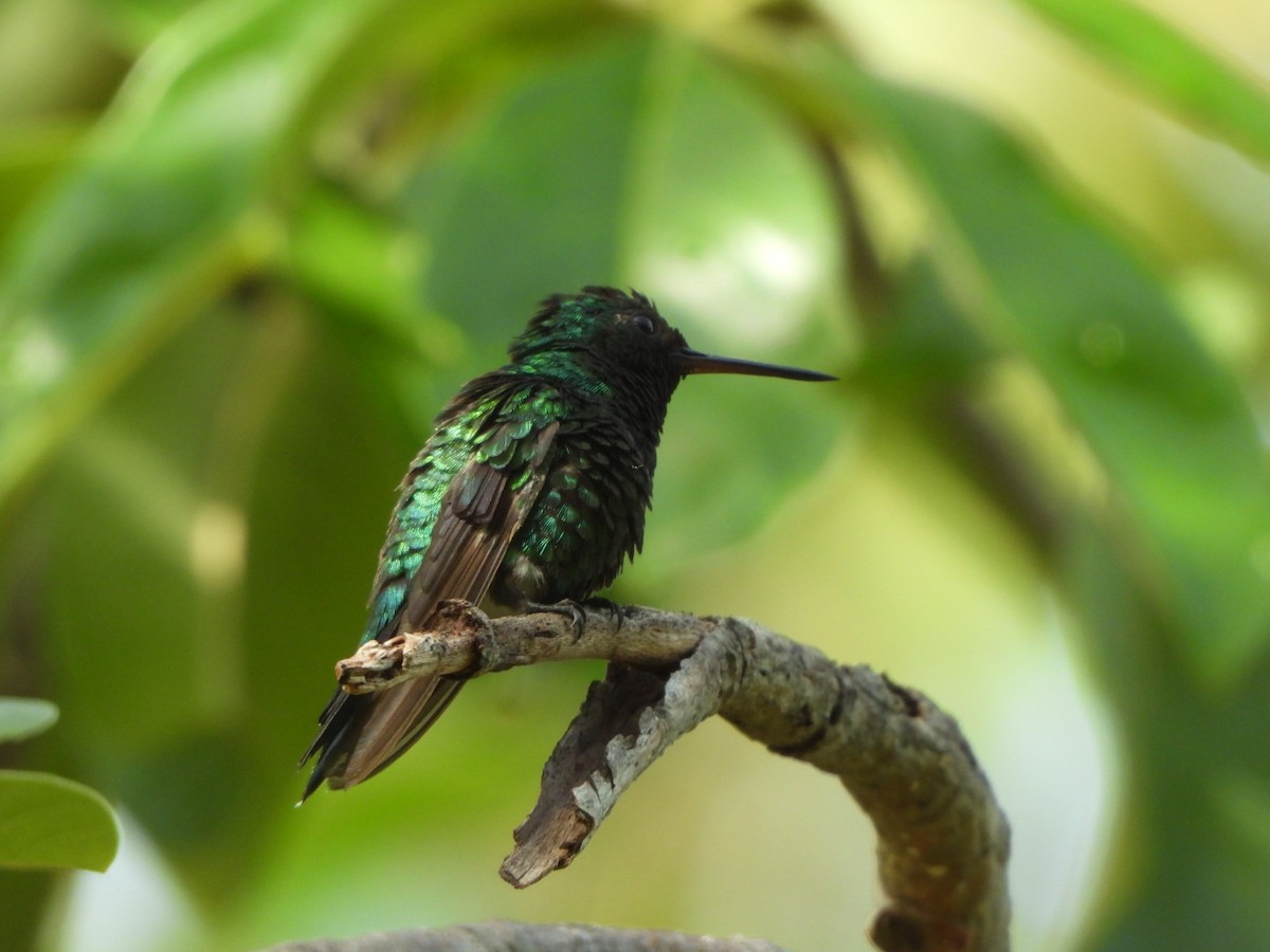 Blue-tailed Emerald - ML626060021