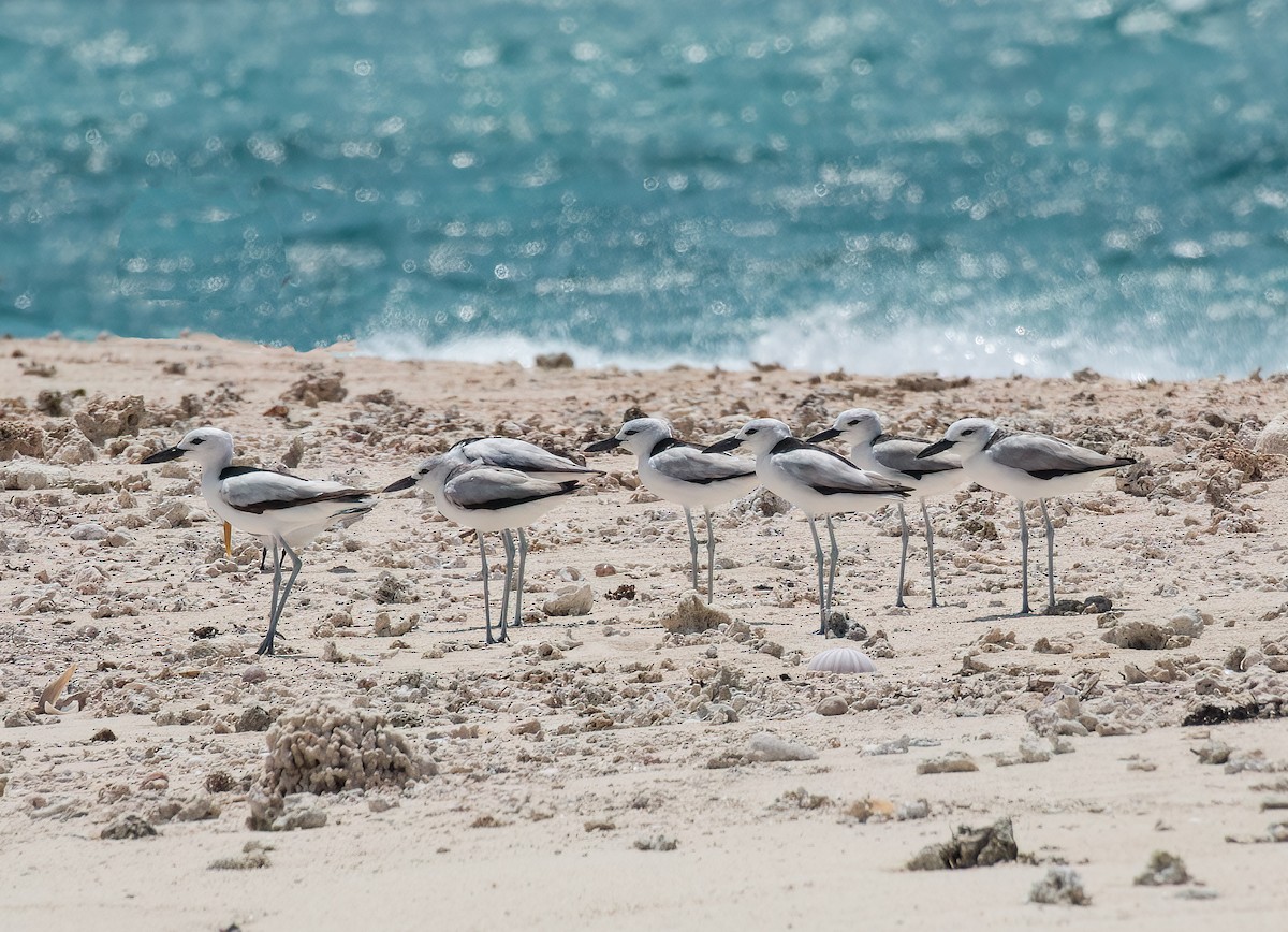Crab-Plover - ML626060024
