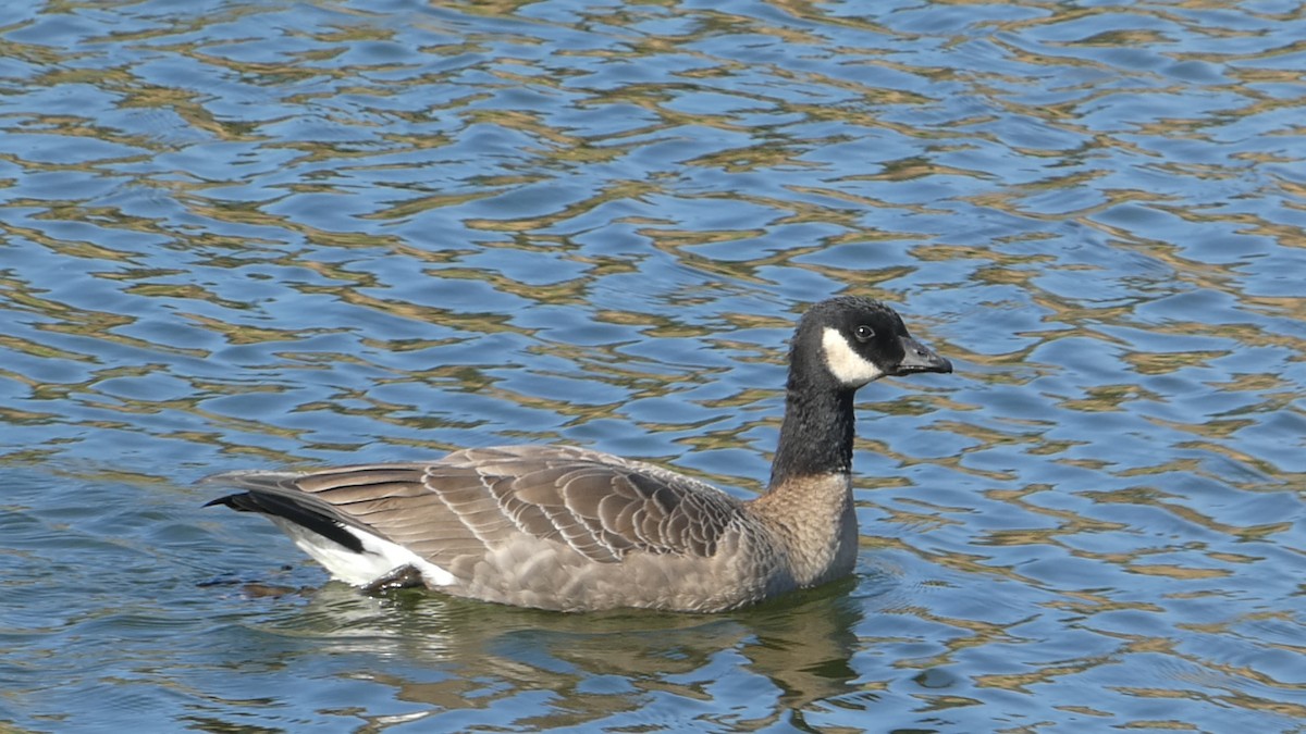 Cackling Goose (minima) - ML626060059