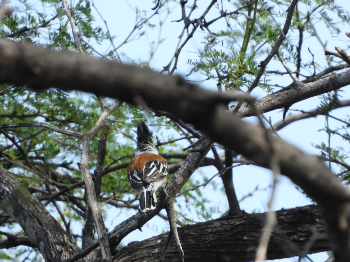 Black-crested Antshrike - ML626060108