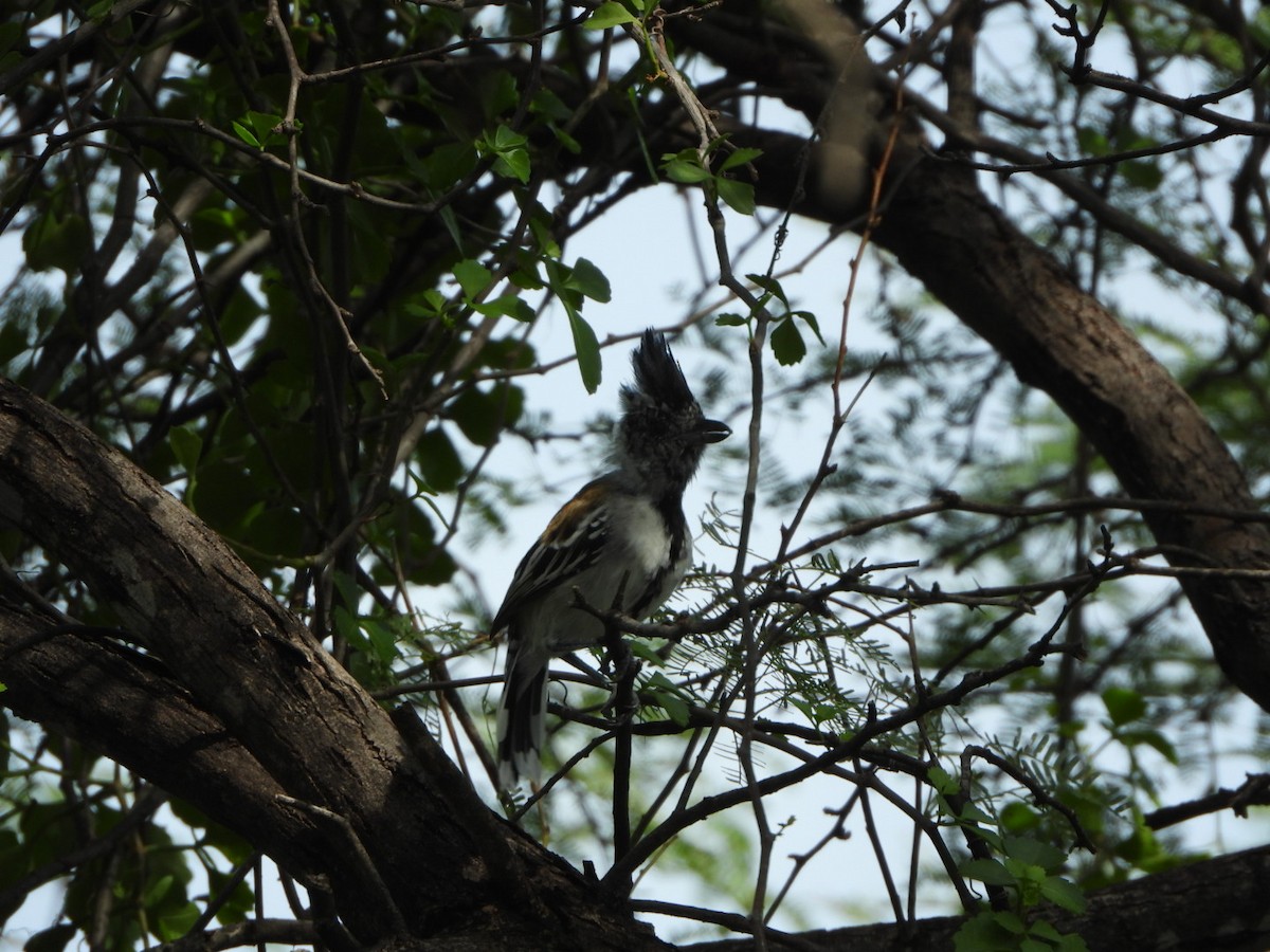 Black-crested Antshrike - ML626060109