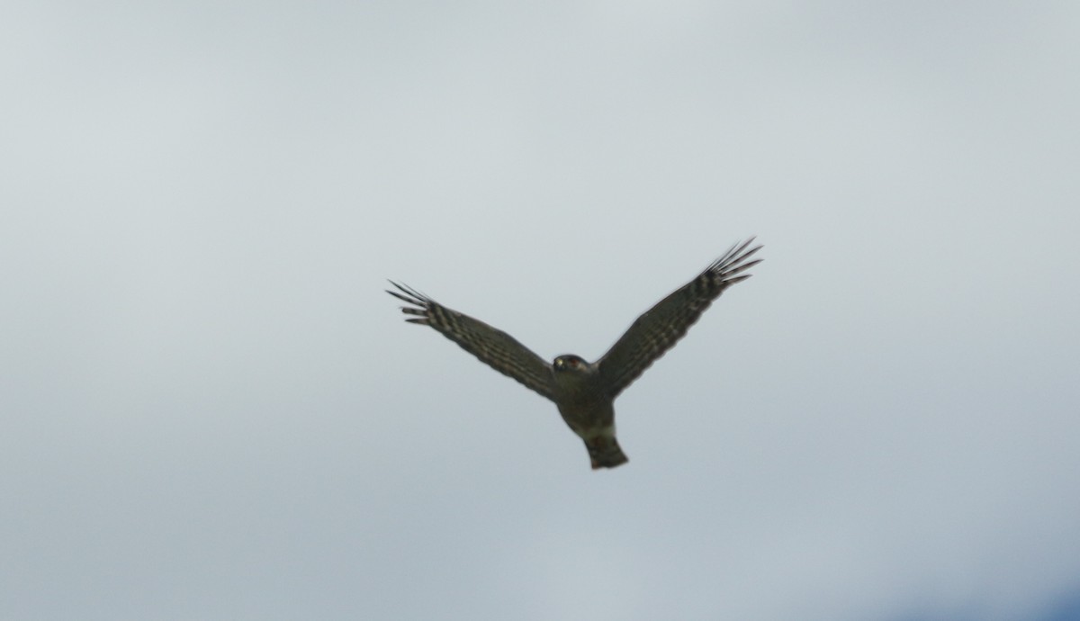 Sharp-shinned Hawk - ML62606011